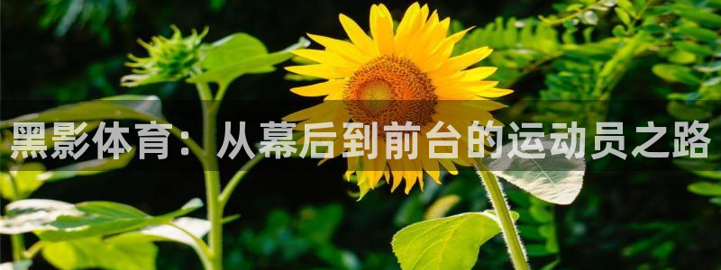 制胜体育App下载：黑影体育：从幕后到前台的运动员之路